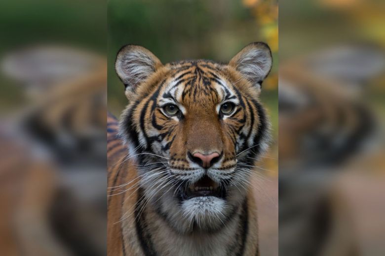 Coronavirus: Tiger at New York’s Bronx Zoo tests positive for COVID-19