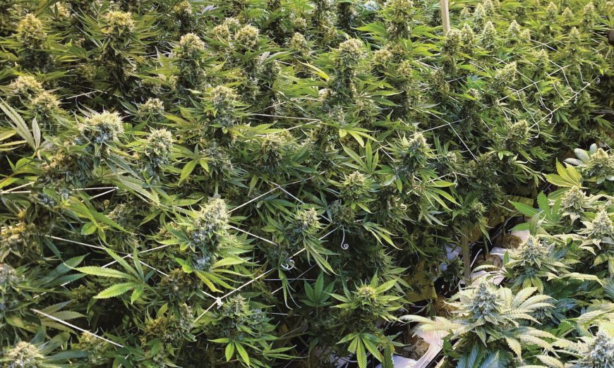 Marijuana Still Banned Despite City Of Santa Clara Pinching Pennies
