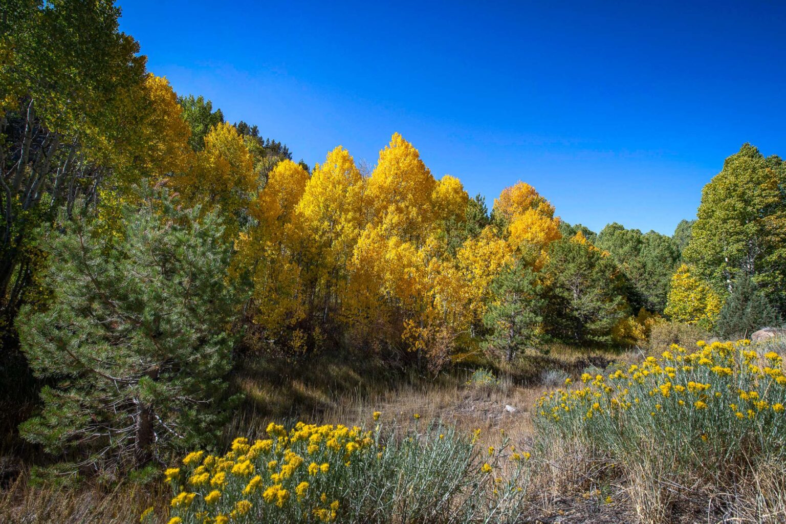 Where to find the prettiest fall foliage in Northern California and Bay