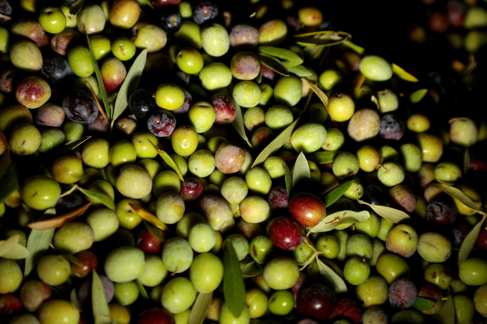 Olio nuovo: How to use and where to find season’s freshest, boldest olive oil