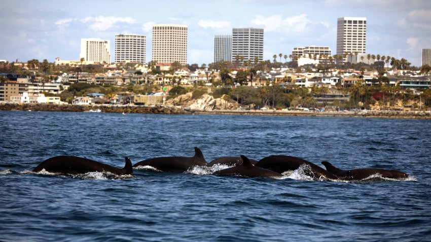 About 40 False Killer Whales Spotted Along California Coast