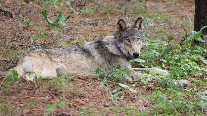 Wolf Tracked Near Yosemite Park for First Time in 100 Years