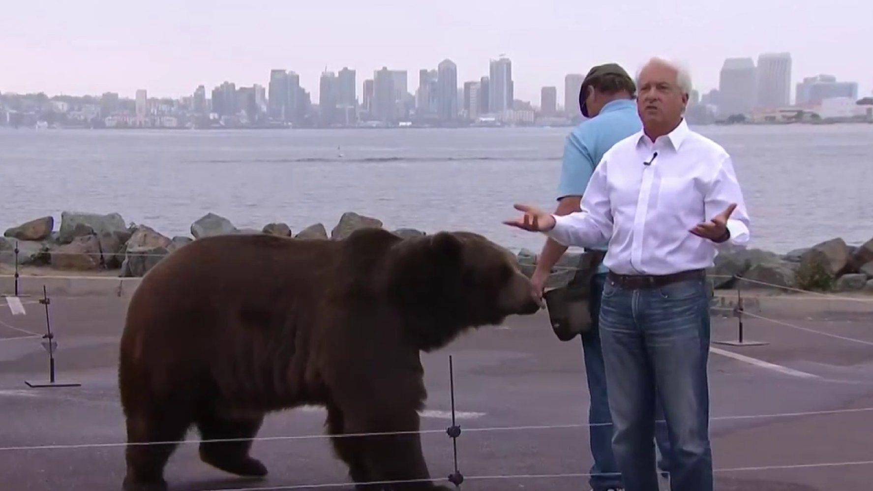 California Governor Campaign Being Investigated For Bringing 1K-Pound Bear to San Diego