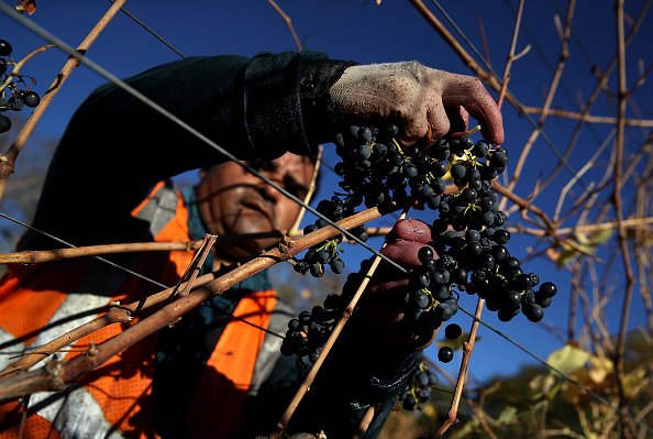 Napa County’s Wine Grape Production Half of Previous Year’s