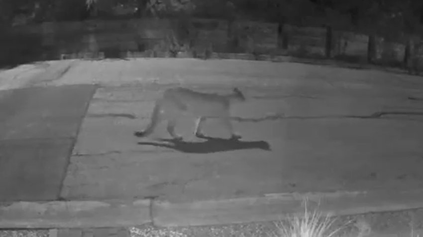 Experts Warn Residents to Take Precautions After Recent Mountain Lion Sightings