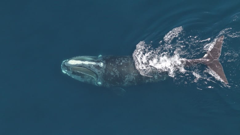 Climate change contributing to decline of North Atlantic right whales, new study suggests