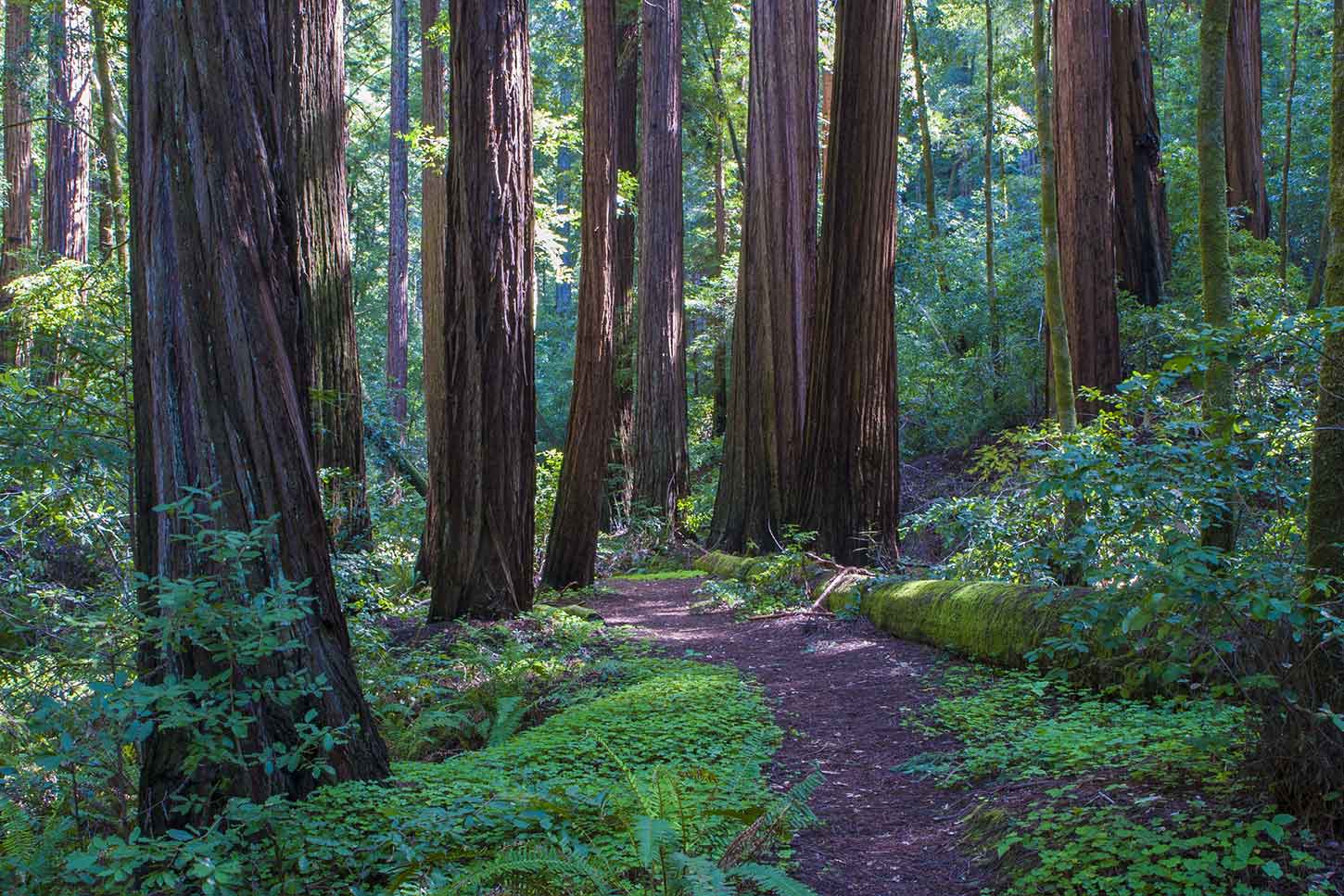 Big Basin Redwoods to Partially Reopen 2 Years After Devastating Fire
