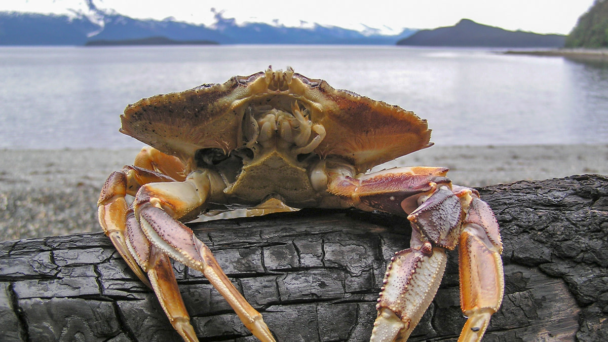 California’s Commercial Dungeness Crab Season Delayed Again