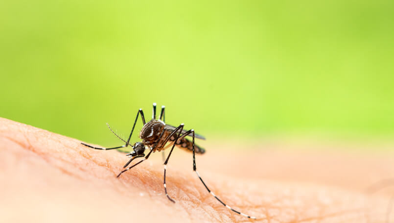 West Nile Virus Concerns Grow Following Bay Area Storms