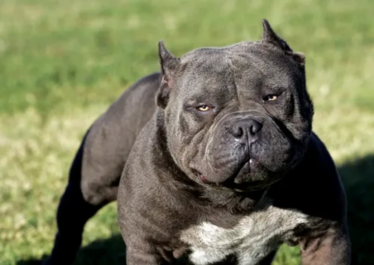 A pit bull breeder from Southern California was fatally attacked while feeding their dogs