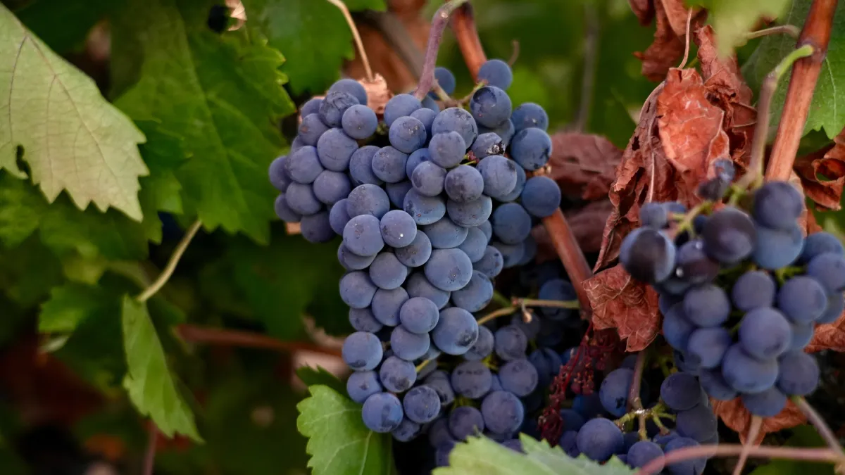 California farmers are struggling to sell grapes as demand for wine drops